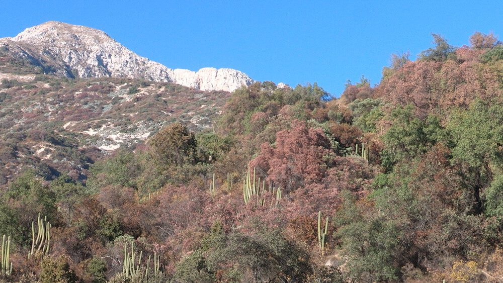 Académica USS participa en estudio que revela estrés climático crítico en bosques del centro de Chile